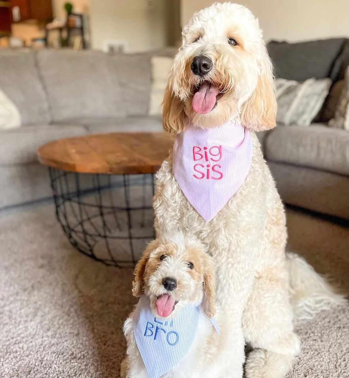 Little Brother & Little Sister Custom Dog Bandanas